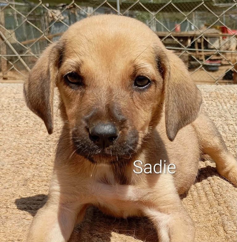 Sadie