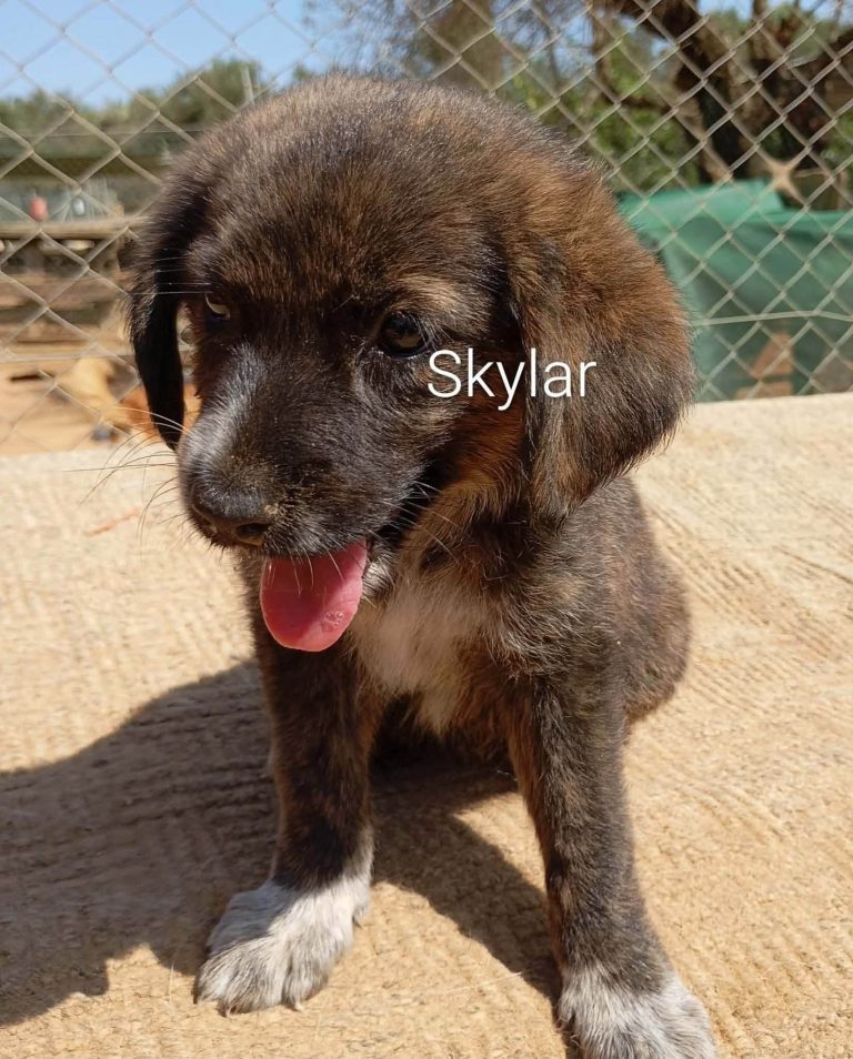 Syklar
