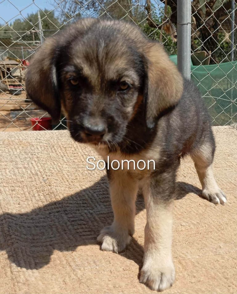 Solomon