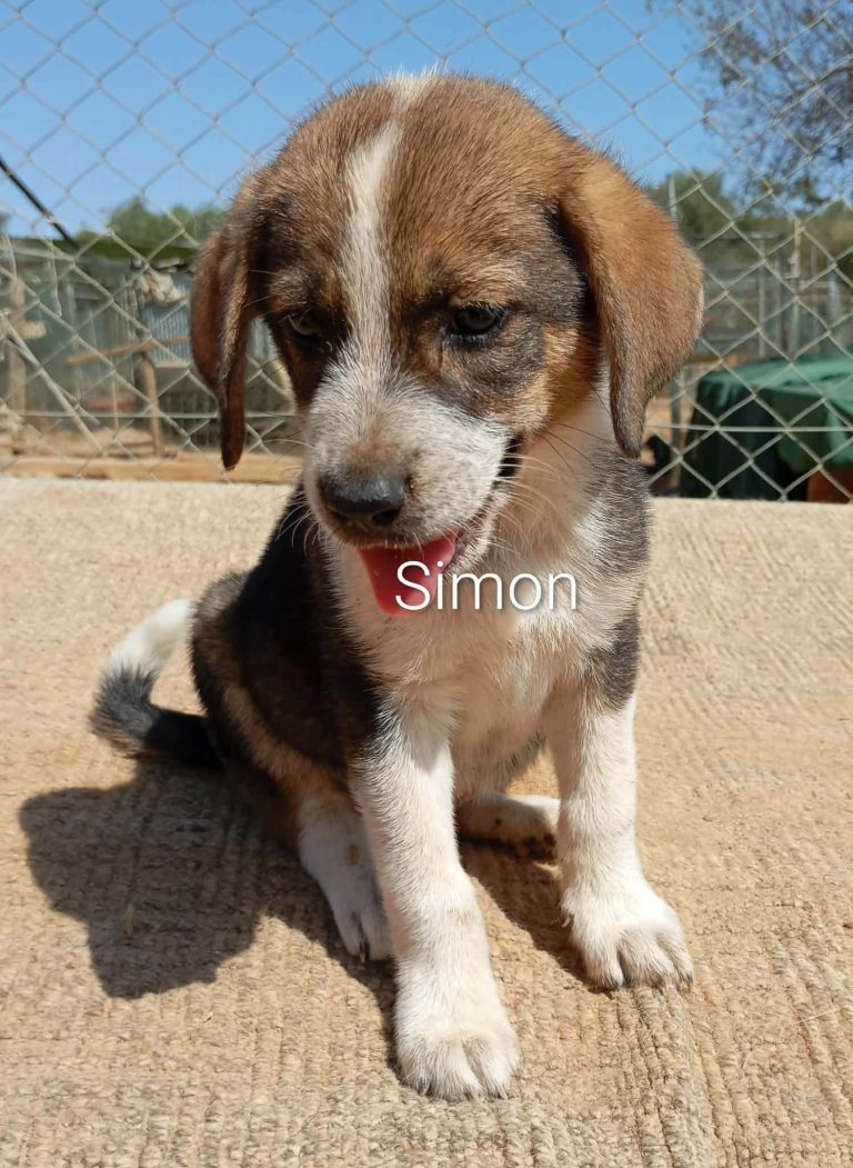 Simon