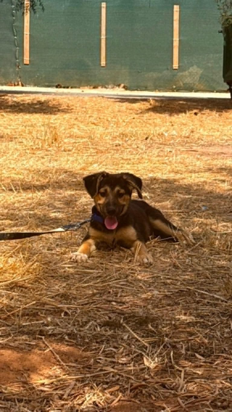 Benji
