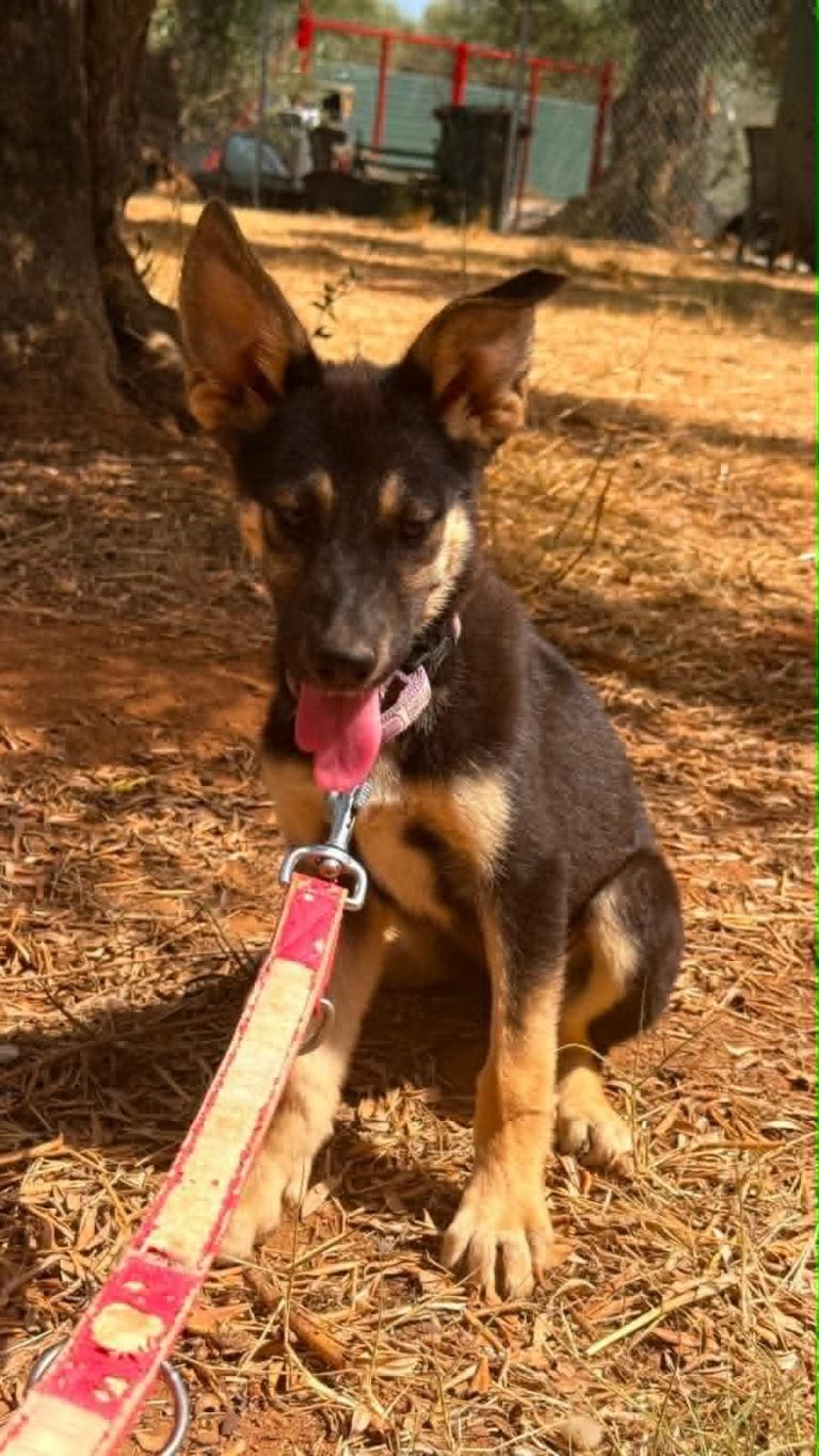 Bella