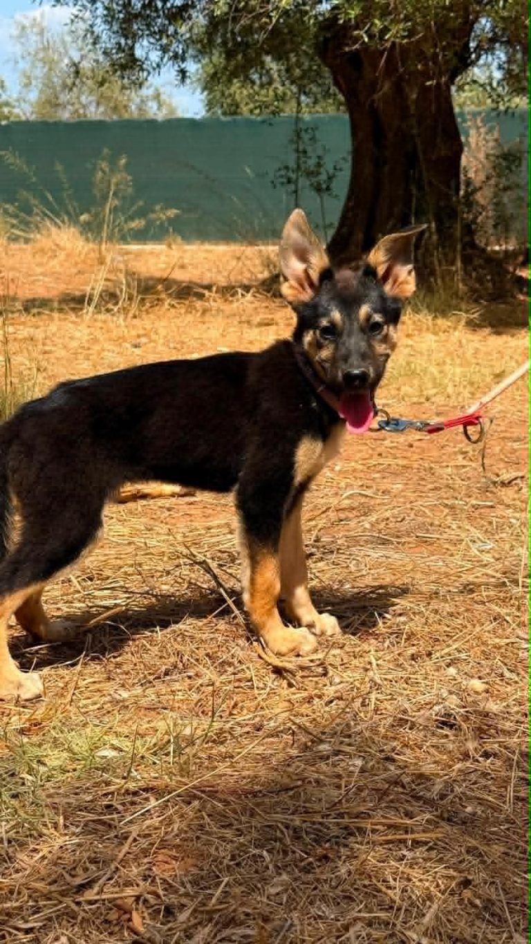 Bella