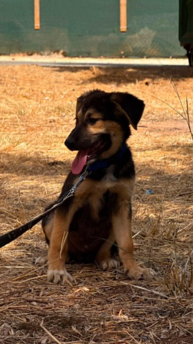 Benji