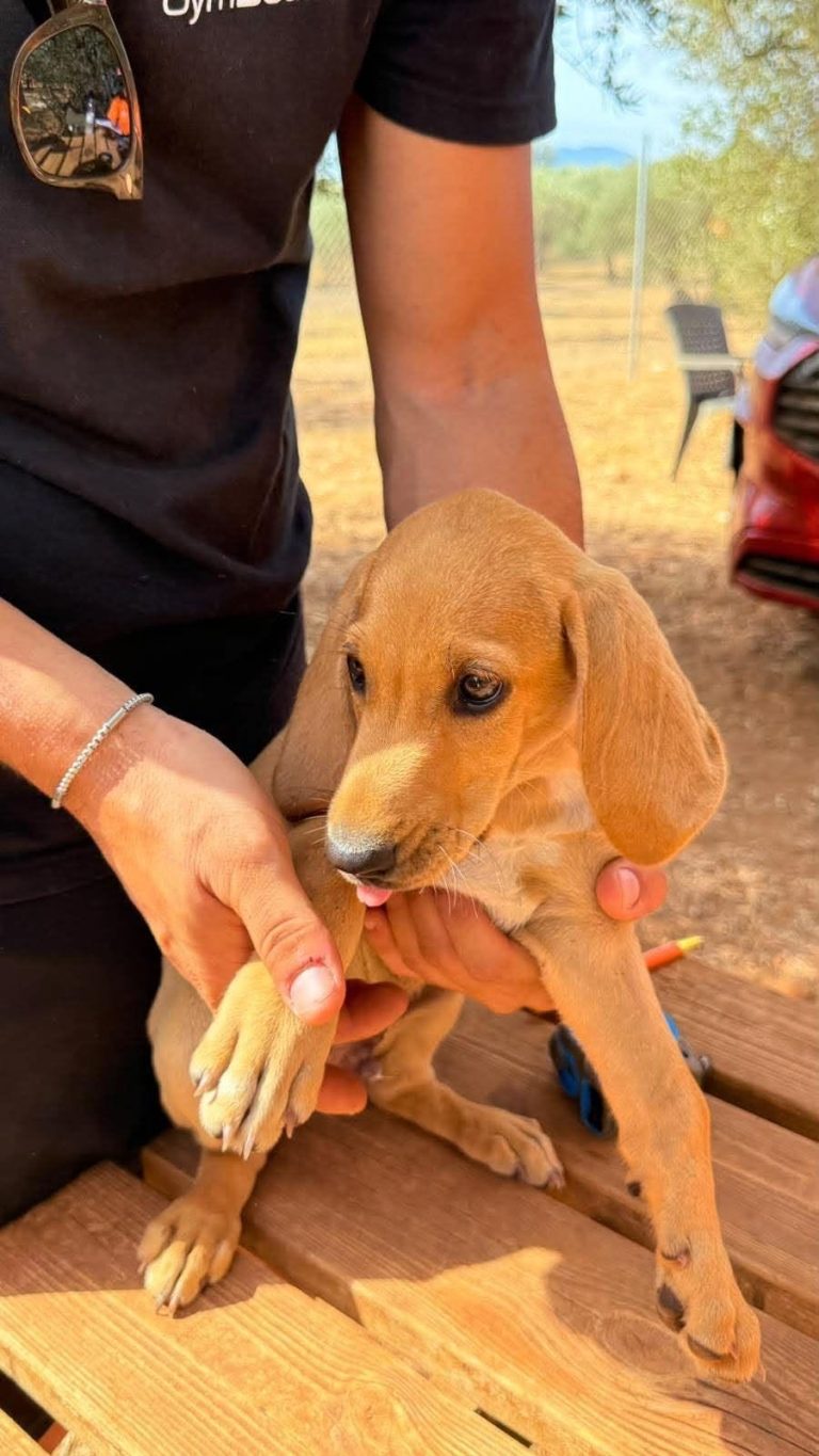 Goofy