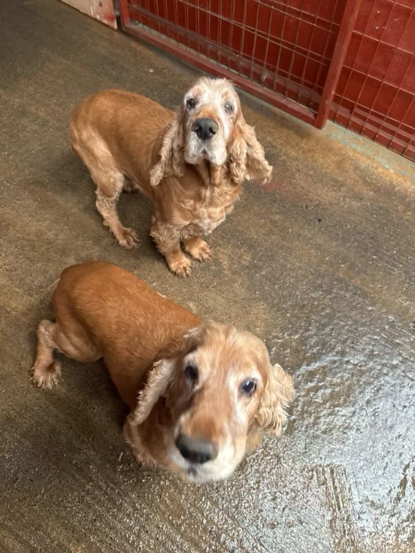 Waldorf und Statler