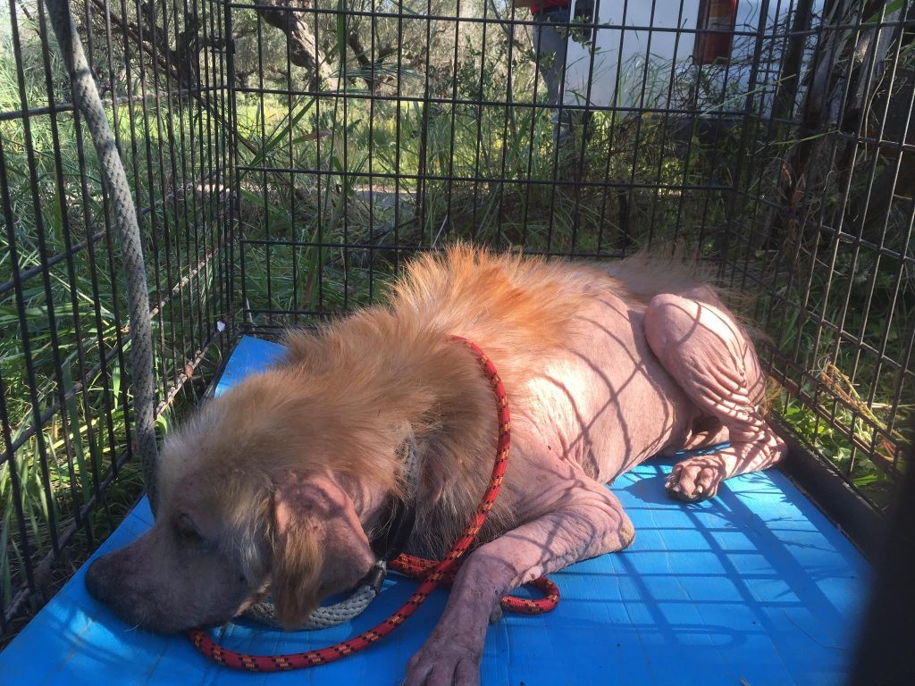 DASH Tierschutz Kalamata Hund Tito Update