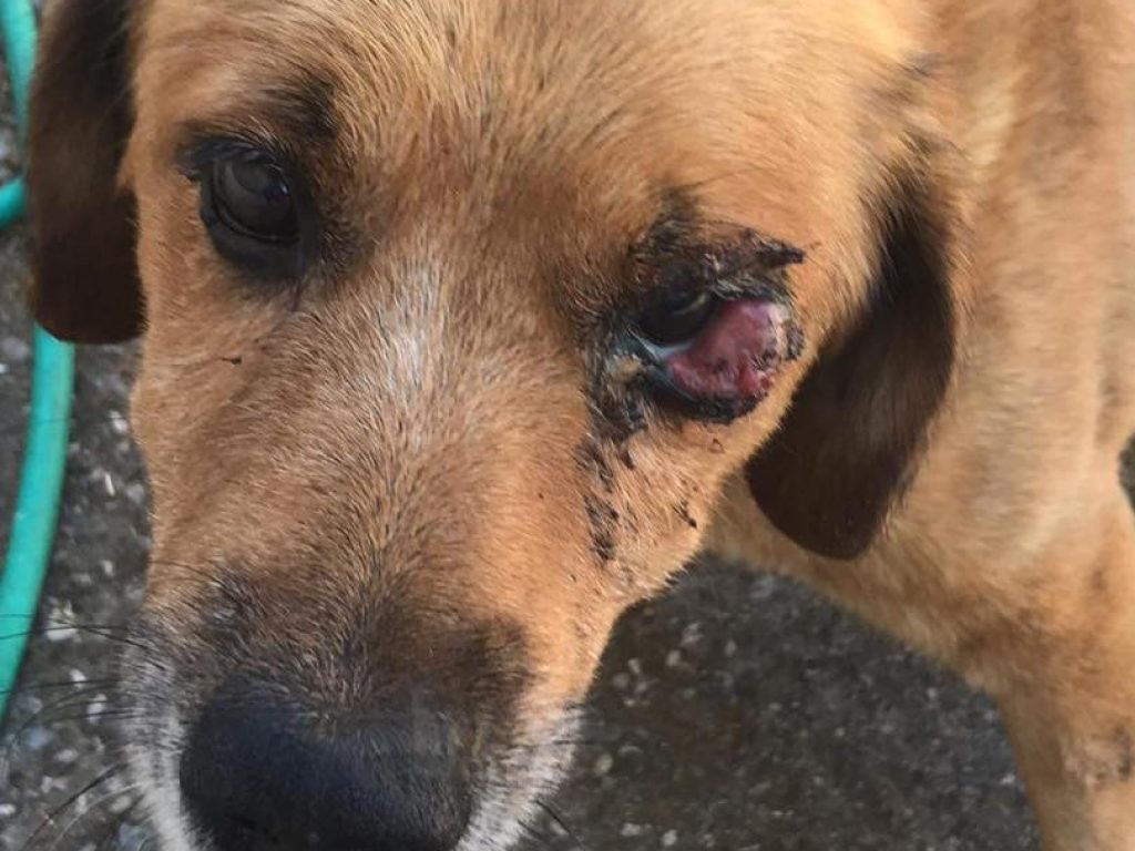 Straßenhund mit Augenverletzung