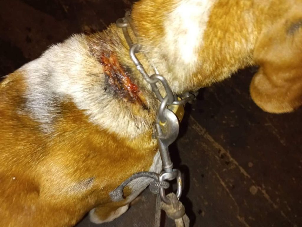 Neuer Notall-Hund mit Verletzung am Hals