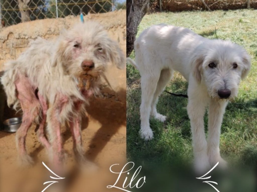 DASH Tierschutz Hund Lilo Update