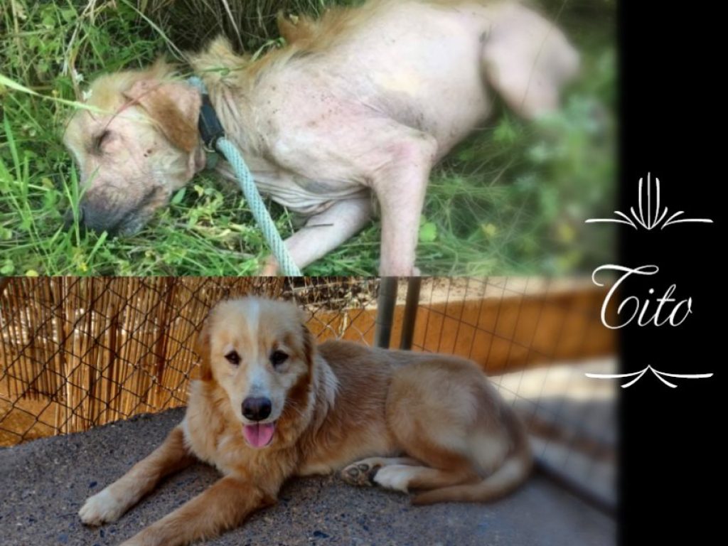 DASH Tierschutz Hund Tito Update